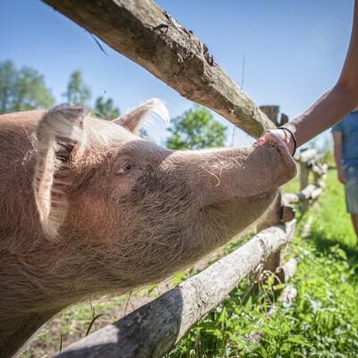 Schwein Rosalie empfängt Gäste im Land der Tiere, dem veganen Tierschutzzentrum zwischen Hamburg, Berlin und Lüneburg