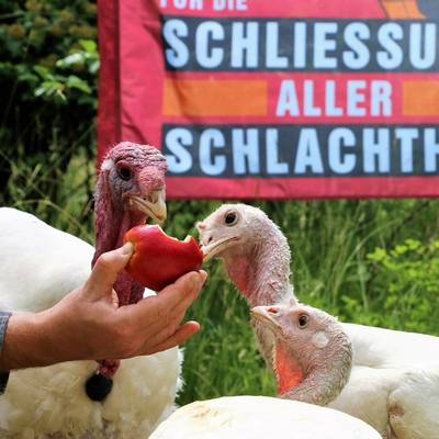 Die Puten Claudius, Jasmin & Jolanda im Land der Tiere, dem veganen Tierschutzzentrum zwischen Hamburg, Berlin und Lüneburg