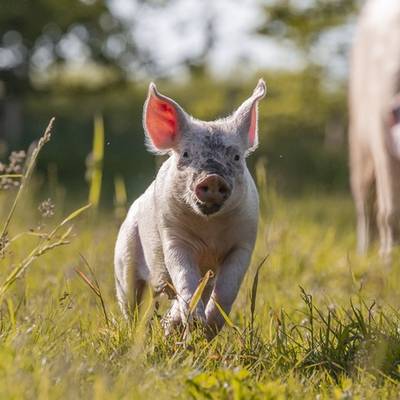 Ferkel Willi mit Mutter Hanna im Land der Tiere, dem veganen Tierschutzzentrum zwischen Hamburg, Berlin und Lüneburg