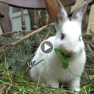 Die Ostermann-Babys im Land der Tiere, dem veganen Tierschutzzentrum zwischen Hamburg, Berlin und Lüneburg