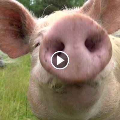 Schwein Rosalie im Land der Tiere, dem veganen Tierschutzzentrum zwischen Hamburg, Berlin und Lüneburg