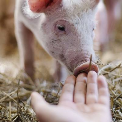 Gerettetes Schwein Anni im Land der Tiere, dem veganen Tierschutzzentrum zwischen Hamburg, Berlin und Lüneburg