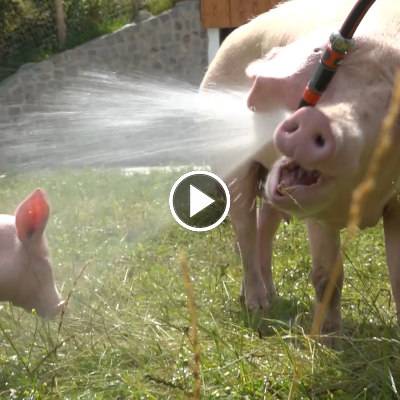 Schwein Hanna und ihre Ferkel im Land der Tiere, dem veganen Tierschutzzentrum zwischen Hamburg, Berlin und Lüneburg