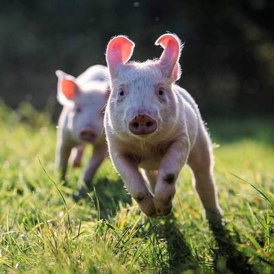 Die Schweine Rosalie & Anni im Land der Tiere, dem veganen Tierschutzzentrum zwischen Hamburg, Berlin und Lüneburg