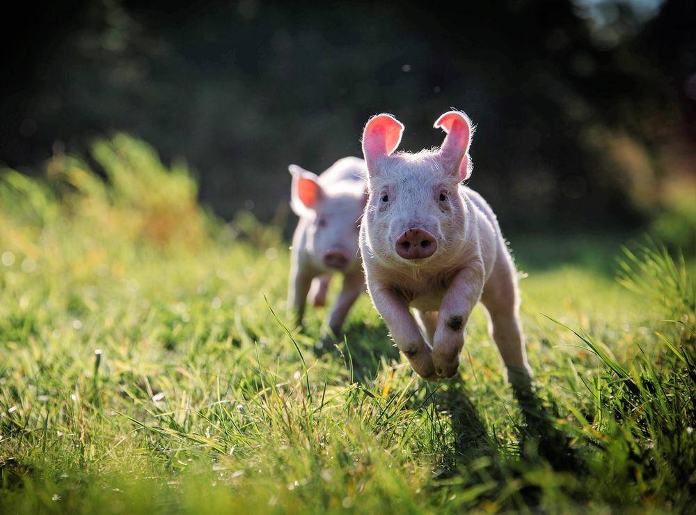 Die Schweine Rosalie & Anni im Land der Tiere, dem veganen Tierschutzzentrum zwischen Hamburg, Berlin und Lüneburg