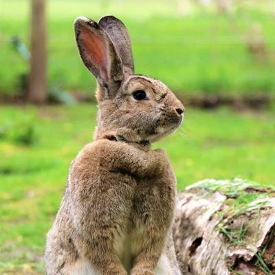 Kaninchen Frau Dr. Hasenbein im Land der Tiere, dem veganen Tierschutzzentrum zwischen Hamburg, Berlin und Lüneburg