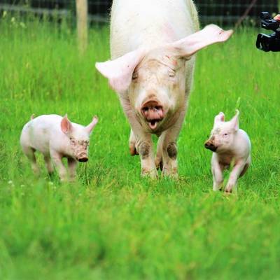 Schwein Hanna und ihre Ferkel im Land der Tiere, dem veganen Tierschutzzentrum zwischen Hamburg, Berlin und Lüneburg