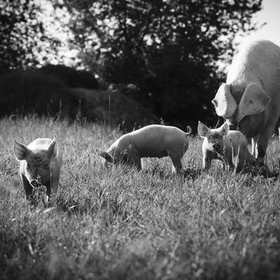 Schwein Hanna und ihre Ferkel im Land der Tiere, dem veganen Tierschutzzentrum zwischen Hamburg, Berlin und Lüneburg