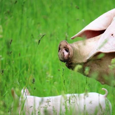 Schwein Hanna und ihre Ferkel im Land der Tiere, dem veganen Tierschutzzentrum zwischen Hamburg, Berlin und Lüneburg