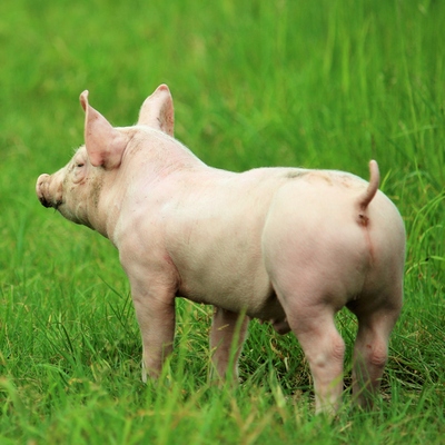 Ferkel Hein im Land der Tiere, dem veganen Tierschutzzentrum zwischen Hamburg, Berlin und Lüneburg