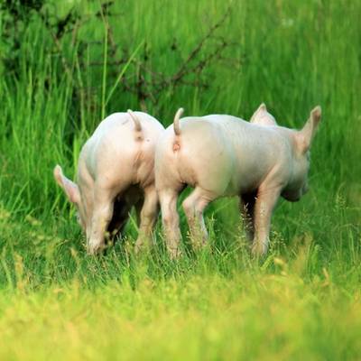 Die Schweinchen Willi, Pia & Hein im Land der Tiere, dem veganen Tierschutzzentrum zwischen Hamburg, Berlin und Lüneburg