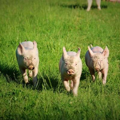 Die Schweinchen Willi, Pia & Hein im Land der Tiere, dem veganen Tierschutzzentrum zwischen Hamburg, Berlin und Lüneburg