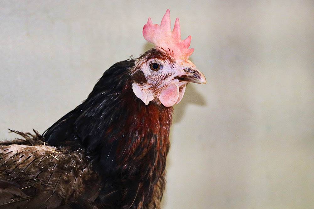Huhn Dolly, ein ehemaliges Elterntier in der Bodenhaltung, kurz nach ihrer Rettung