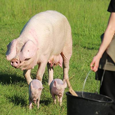 Helferin mit Schwein Hanna und Ferkeln