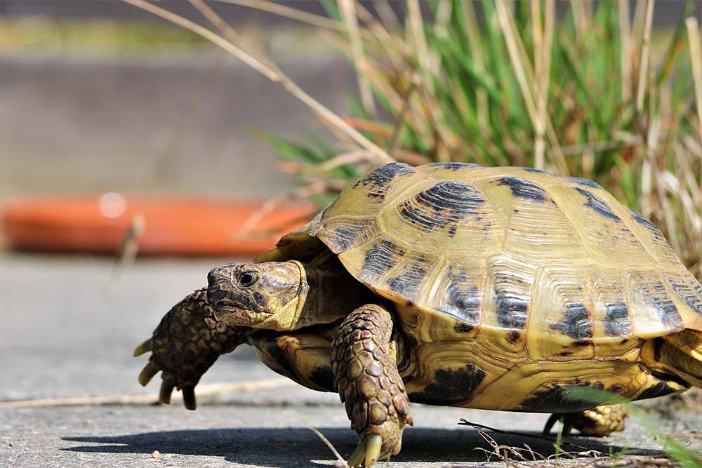 Steppenschildkröte Mechthild unterwegs im Land der Tiere, dem veganen Tierschutzzentrum zwischen Hamburg, Berlin und Lüneburg