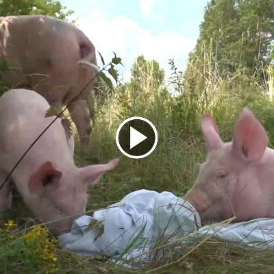 Schwein Hanna und ihre Ferkel im Land der Tiere, dem veganen Tierschutzzentrum zwischen Hamburg, Berlin und Lüneburg