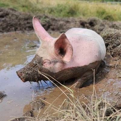 Die Ferkel Hein, Pia & Willi im Land der Tiere, dem veganen Tierschutzzentrum zwischen Hamburg, Berlin und Lüneburg