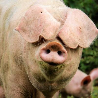 Schwein Hanna und ihre Ferkel im Land der Tiere, dem veganen Tierschutzzentrum zwischen Hamburg, Berlin und Lüneburg