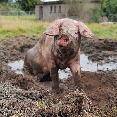 Schwein Hanna im Land der Tiere, dem veganen Tierschutzzentrum zwischen Hamburg, Berlin und Lüneburg