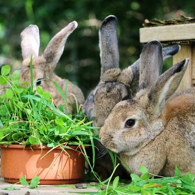 Kaninchen Familie Dr. Hasenbein im Land der Tiere, dem veganen Tierschutzzentrum zwischen Hamburg, Berlin und Lüneburg