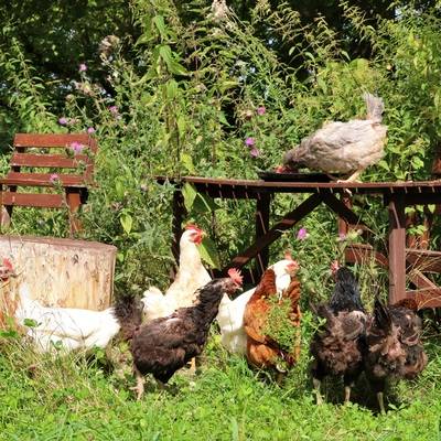 Die Hühner bei Haus #1 im Land der Tiere, dem veganen Tierschutzzentrum zwischen Hamburg, Berlin und Lüneburg