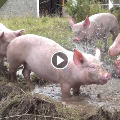 Schwein Hanna und ihre Ferkel im Land der Tiere, dem veganen Tierschutzzentrum zwischen Hamburg, Berlin und Lüneburg