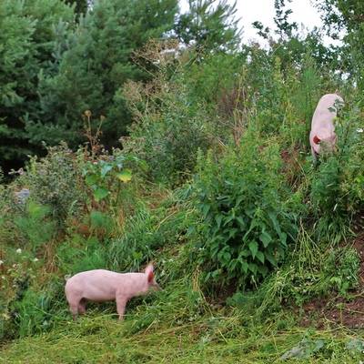 Die Ferkel Pia und Hein im Land der Tiere, dem veganen Tierschutzzentrum zwischen Hamburg, Berlin und Lüneburg