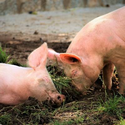 Die Ferkel Pia & Hein im Land der Tiere, dem veganen Tierschutzzentrum zwischen Hamburg, Berlin und Lüneburg