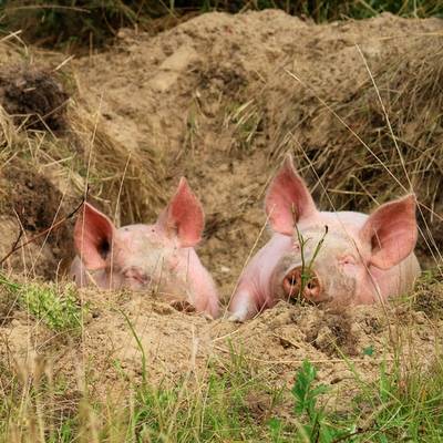 Die Ferkel Hein & Willi im Land der Tiere, dem veganen Tierschutzzentrum zwischen Hamburg, Berlin und Lüneburg