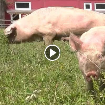 Schwein Hanna mit ihren Ferkeln Hein, Pia & Willi im Land der Tiere, dem veganen Tierschutzzentrum zwischen Hamburg, Berlin und Lüneburg