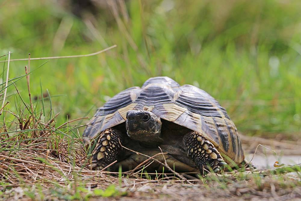 Schildkröte Schildkraut ist unterwegs im Grünen