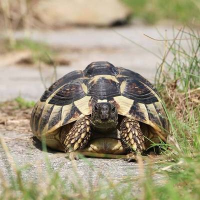 Schildkröte Schildkraut im Land der Tiere, dem veganen Tierschutzzentrum zwischen Hamburg, Berlin und Lüneburg