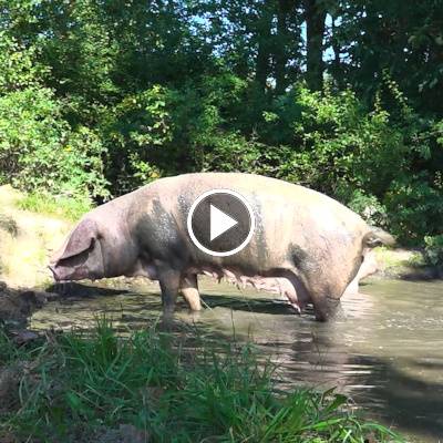 Schwein Hanna im Land der Tiere, dem veganen Tierschutzzentrum zwischen Hamburg, Berlin und Lüneburg