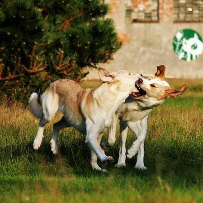 Die Hündinnen Carla & Lola im Land der Tiere, dem veganen Tierschutzzentrum zwischen Hamburg, Berlin und Lüneburg