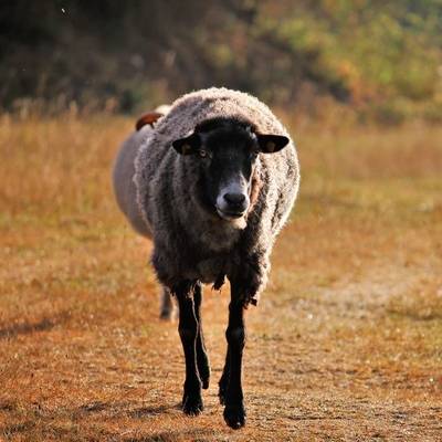 Schaf Ferdinand im Land der Tiere, dem veganen Tierschutzzentrum zwischen Hamburg, Berlin und Lüneburg