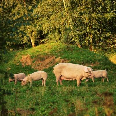 Schwein Hanna und ihre Ferkel im Land der Tiere, dem veganen Tierschutzzentrum zwischen Hamburg, Berlin und Lüneburg