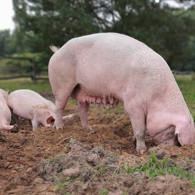 Schwein Hanna im Land der Tiere, dem veganen Tierschutzzentrum zwischen Hamburg, Berlin und Lüneburg