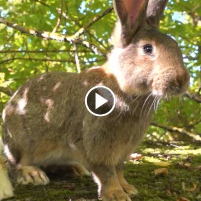 Familie Ostermann im Land der Tiere, dem veganen Tierschutzzentrum zwischen Hamburg, Berlin und Lüneburg