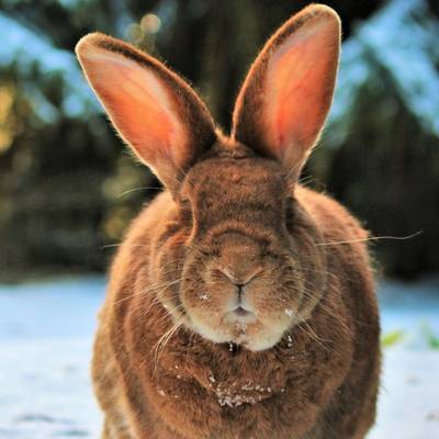 Kaninchen Linus im Land der Tiere, dem veganen Tierschutzzentrum zwischen Hamburg, Berlin und Lüneburg