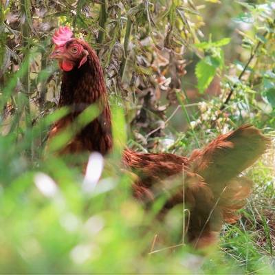 Huhn Matinka im Land der Tiere, dem veganen Tierschutzzentrum zwischen Hamburg, Berlin und Lüneburg