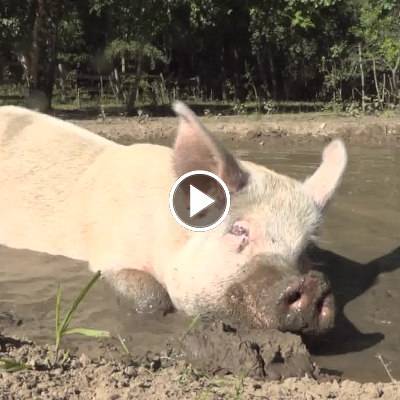 Knut, Helge und Pippa im Land der Tiere, dem veganen Tierschutzzentrum zwischen Hamburg, Berlin und Lüneburg