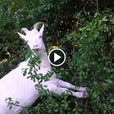 Die Ziegen bei der Gartenarbeit im Land der Tiere, dem veganen Tierschutzzentrum zwischen Hamburg, Berlin und Lüneburg