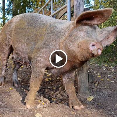 Schwein Hanna im Land der Tiere, dem veganen Tierschutzzentrum zwischen Hamburg, Berlin und Lüneburg