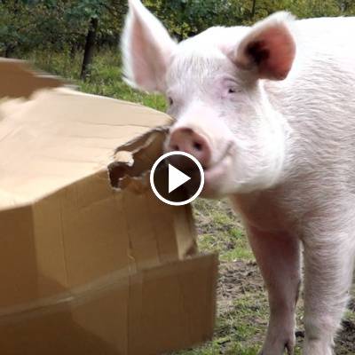 Schwein Rosalie im Land der Tiere, dem veganen Tierschutzzentrum zwischen Hamburg, Berlin und Lüneburg