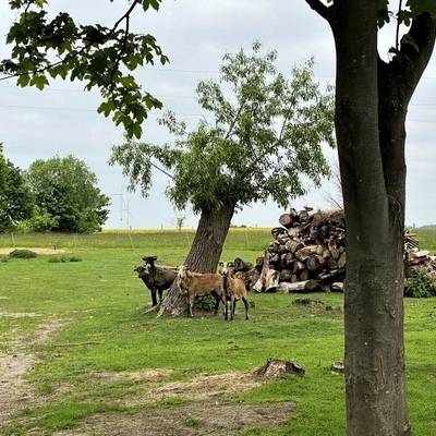 Hilferuf aus Brandenburg, Nähe Kärstädt (Prignitz): Fünf Kamerun(mix)schafböcke (kastriert) suchen dringend einen Ort zum Leben!