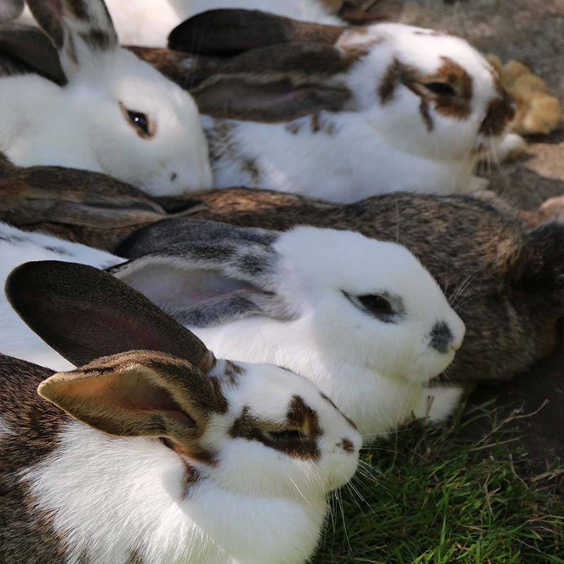 Patenschaft für die Ostermann-Babys abschließen