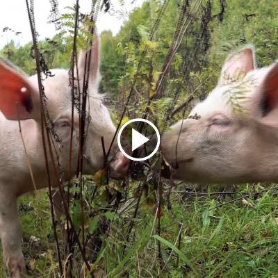 Schwein Hanna mit ihren Ferkeln Hein, Pia & Willi im Land der Tiere, dem veganen Tierschutzzentrum zwischen Hamburg, Berlin und Lüneburg