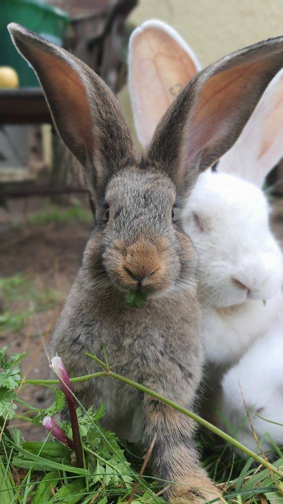 Kaninchen Fiffi im Land der Tiere, dem veganen Tierschutzzentrum zwischen Hamburg, Berlin und Lüneburg