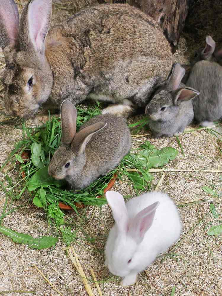 Kaninchen Fiffi und Familie im Land der Tiere, dem veganen Tierschutzzentrum zwischen Hamburg, Berlin und Lüneburg