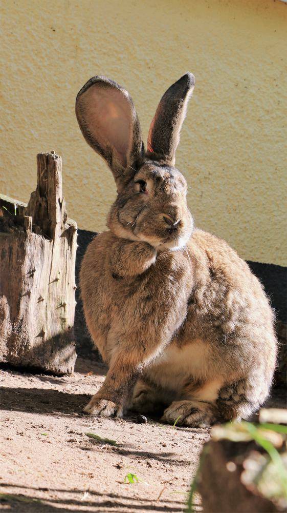 Kaninchen Helga im Land der Tiere, dem veganen Tierschutzzentrum zwischen Hamburg, Berlin und Lüneburg